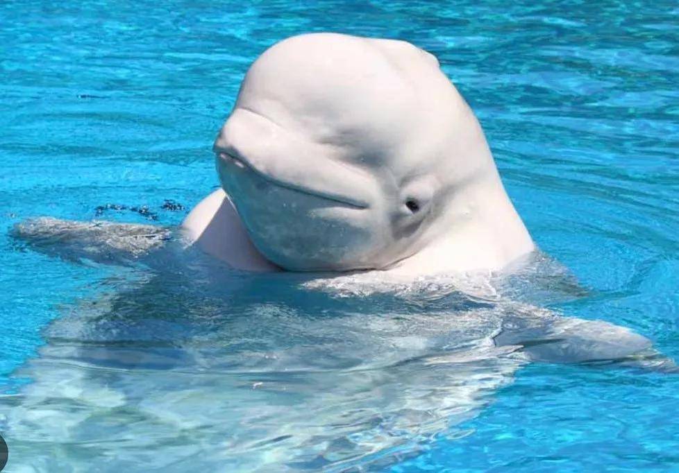 皇冠信用网代理出租_宁愿全部安乐死皇冠信用网代理出租，也不给中国？加拿大养不起30头白鲸，中国愿接手，然而...