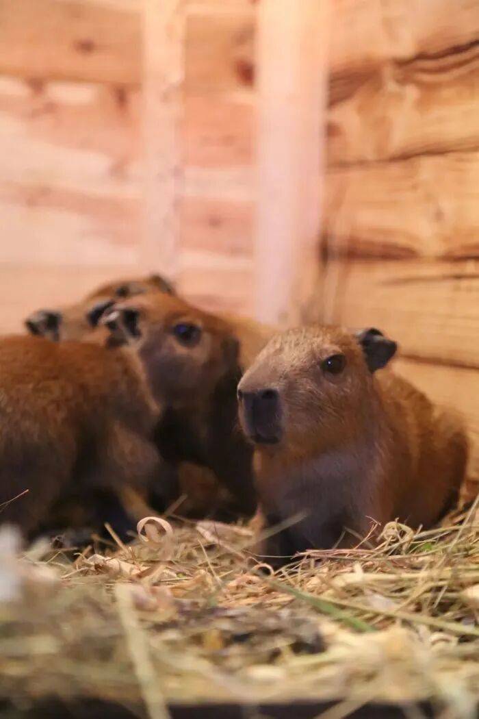 皇冠皇冠代理平台_出生1小时就能独立行走皇冠皇冠代理平台，济南动物园“果果”和“豚豚”的4只新生幼崽，周末和市民见面