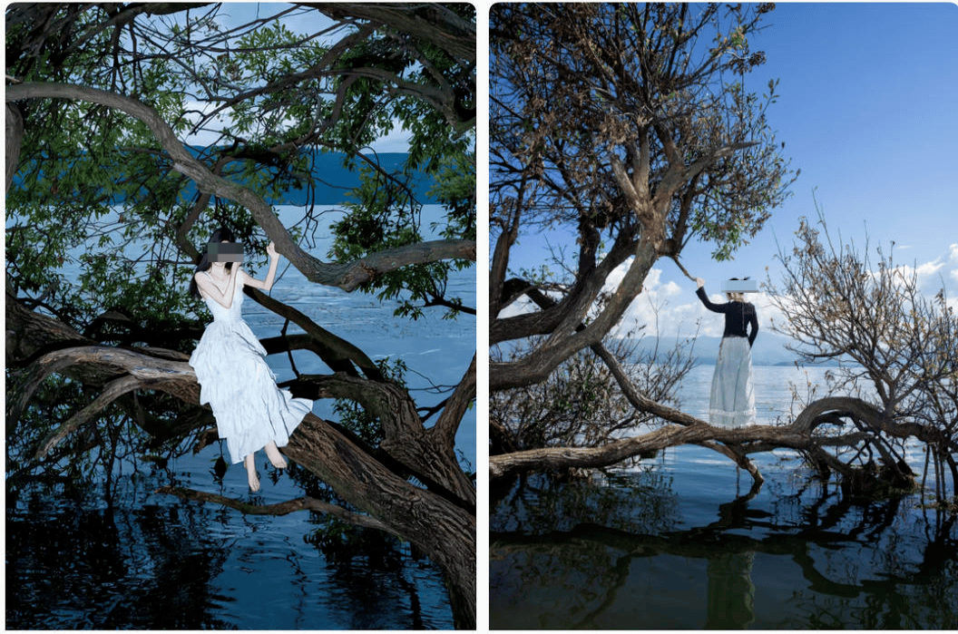 皇冠信用盘在哪里注册_大理洱海摄影师反映网红“歪脖子树”多处被锯 洱海管理局工作人员：情况正在核查