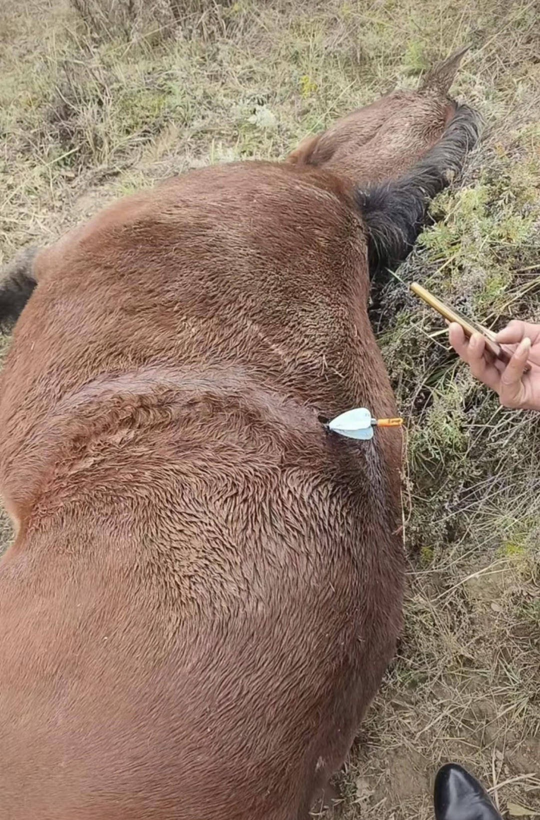 皇冠信用网出租
_紫牛头条｜多地发生动物遭热成像无人机投箭射杀事件皇冠信用网出租
，记者调查：已有地区将该设备列为禁猎工具