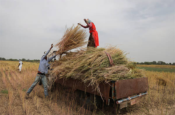 纽卡斯尔 vS 毕尔巴鄂竞技
_英媒：中国采购量破纪录纽卡斯尔 vS 毕尔巴鄂竞技
，推动印度油菜籽种植面积创历史新高