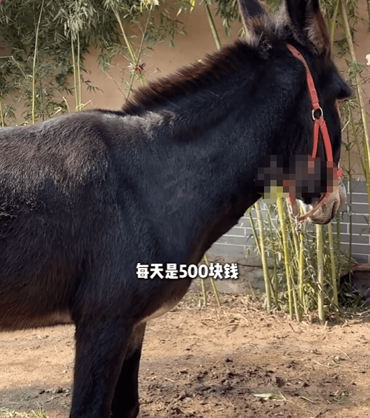 皇冠足球直播
_驴一天片酬500元!河南600年古村全员“演技派”皇冠足球直播
,鸡鸭鹅驴马都成了群演