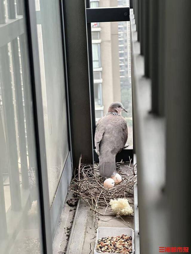 皇冠c盘
_长沙市民节后返城家中意外“添丁”皇冠c盘
,珠颈斑鸠安家阳台孵幼雏